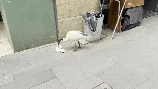 Australian white ibis Threskiornis molucca extracts a paper wrapper from a public trash bin while the legs of a passing pedestrian cross the frame in Sydney. 