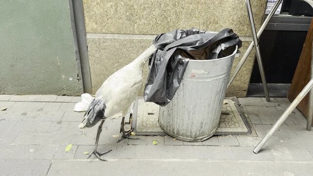 Australian white ibis Threskiornis molucca also called tip turkey dumpster chook and rubbish raptor searches food in a garbage bin in Sydney. This invasive bird is highly adapted to urban life.