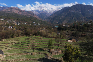 Majestic Dhauladhar Range Towering Over Dharamshala&rsquo;s Terraced Fields
