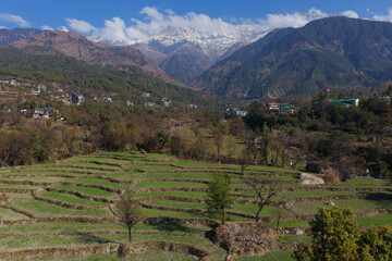Scenic view of green terraced farm fields in a mountain valley with snow capped peaks under blue sky dharamshala, himachal