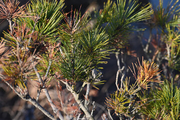 西日を受ける松葉の枝先 © caeruhub