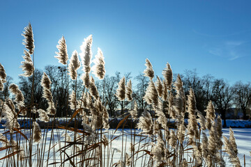 Obraz premium Thickets of reeds on a clear frosty snowy day
