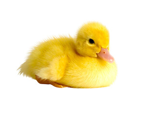 Tiny fluffy yellow duckling, a cute baby bird with soft downy feathers