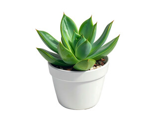 A vibrant green succulent plant with pointed leaves in a white pot