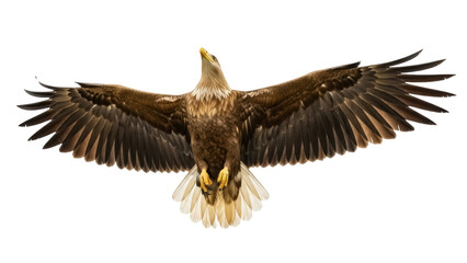 Obraz premium Isolated White-tailed Eagle soaring with wings spread against a clear sky, majestic bird of prey