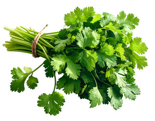 Fresh bunch of vibrant green herbs tied with twine, isolated on black
