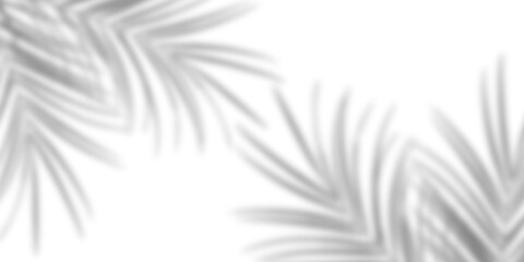 Realistic palm leaf shadow overlay effect. Natural tropical tree branch leaves shadow isolated transparent background. Blurred shadow for summer spring mockup decoration. backdrop for product display 