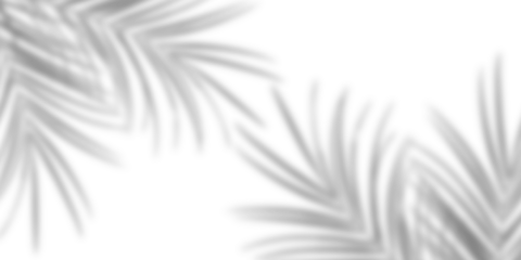 Realistic palm leaf shadow overlay effect. Natural tropical tree branch leaves shadow isolated transparent background. Blurred shadow for summer spring mockup decoration. backdrop for product display 