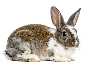 Mottled brown and white rabbit reclines, alert with long ears raised