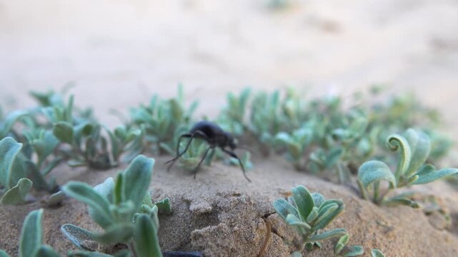 Blaps beetle makes its way through the desert. Atraphaxis growing in the sand. North Kazakhstan