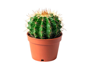 Round, spiny green cactus in a small, brown pot