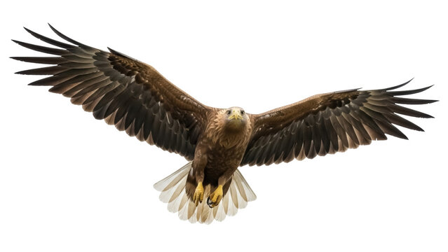 Isolated eagle with outspread wings gliding in the air looking straight at the viewer