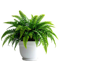 Lush green fern in a white pot, isolated on black