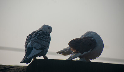 Two beautiful white fancy pigeons perching together on a wall against a lush green background.