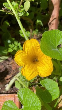 Bee Pollinating Pumpkin Flower - Abelha polinizando flor de moranga