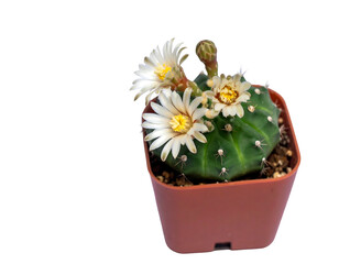 Small potted cactus with delicate white and yellow flowers blooming
