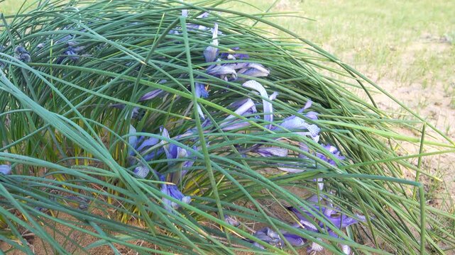 Desert Iris (iris tenuifolia). Areg. Spring in the White Desert (Akkum), where the Aral Sea once stood. Carex arenaria around