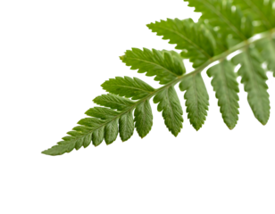 Vibrant green fern frond detail, isolated on a stark black background