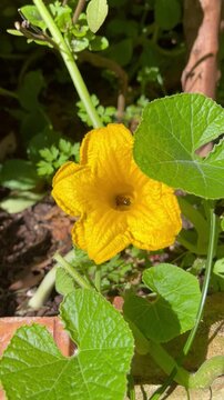 Bee Pollinating Pumpkin Flower - Abelha polinizando flor de moranga