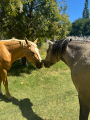 Naklejka premium Countryside Horses
