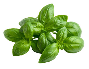 Bunch of fresh, vibrant green basil leaves on a dark background