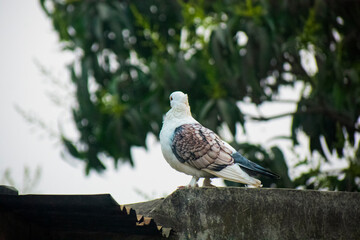 Two beautiful white fancy pigeons perching together on a wall against a lush green background.