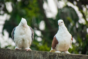 Two beautiful white fancy pigeons perching together on a wall against a lush green background.