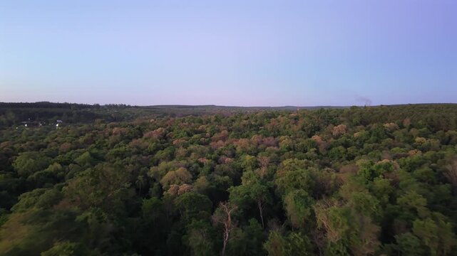 Drone glide over dense Atlantic Forest in Misiones Argentina at sunset reveals continuous green canopy with native trees including lapacho Handroanthus and yerba mate Ilex paraguariensis at sunset