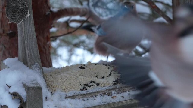 Jay feeds, but a second jay rushes on top of him and drives him out of the feeder.