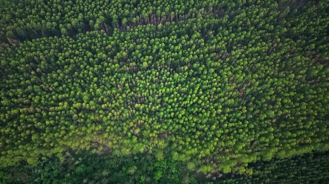 High altitude drone view reveals a lush Atlantic rainforest canopy in Misiones Argentina, showing dense native trees including lapacho (Handroanthus spp.) and yerba mate (Ilex paraguariensis)