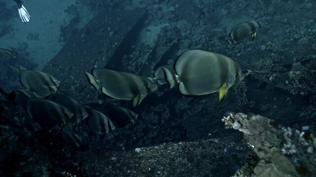 School of Longfin Spadefish (Platax teira) huddles together in the shadows of the Giannis D's tilted metal beams. These fish are a signature sight at the Abu Nuhas reef.