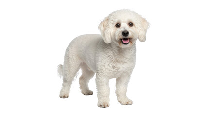 Obraz premium Cute white Bichon Frise dog standing and looking at the camera.
