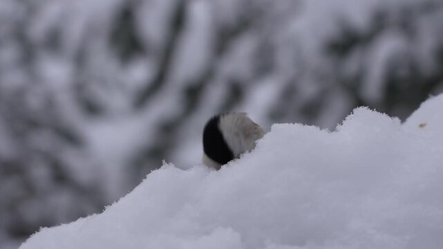 A gray tit lands on a snow-covered branch find the sunflower seed and fly away.