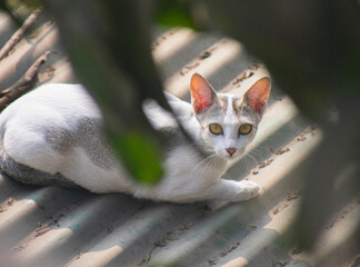A beautiful white and grey calico cat peering through green leaves with intense yellow eyes.