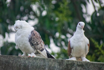 Two beautiful white fancy pigeons perching together on a wall against a lush green background.