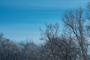 The image shows a winter landscape with trees covered in frost against a clear blue sky.
