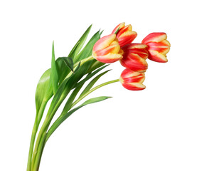 Bouquet of five red tulips isolated on transparent background