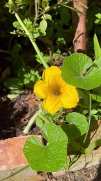 Bee Pollinating Pumpkin Flower - Abelha polinizando flor de moranga