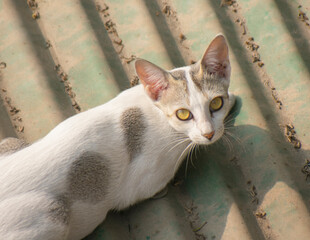 A beautiful white and grey calico cat peering through green leaves with intense yellow eyes.