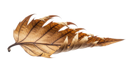 Brown leaf with holes isolated on transparent background, autumn foliage element