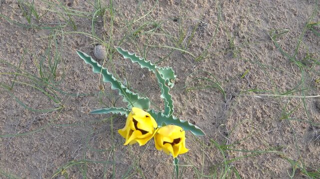 Golden tulip (Tulipa chrysantha; Tulipa lehmanniana). Areg. Spring in the White Desert (Akkum), where the Aral Sea once stood. Carex arenaria around