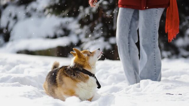 Horizontal 4K slow motion video of welsh corgi training in snowy park, catching treat from owner. Dog obedience, feeding and positive reinforcement, perfect for pet brands and lifestyle marketing.