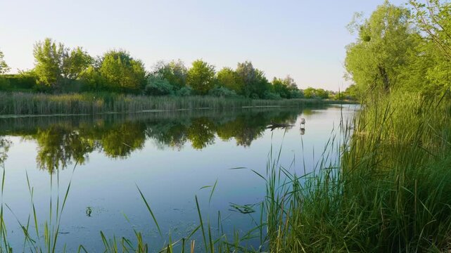 Footage of a picturesque, slowly flowing river, possibly the Ros River in Ukraine, at sunset or sunrise. The still water perfectly reflects the vibrant green trees, reeds, and clear sky, creating a tr