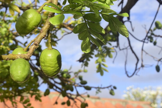 Frutos verdes de seriguela no galho da planta em fazenda, c&eacute;u azul e telhado ao fundo