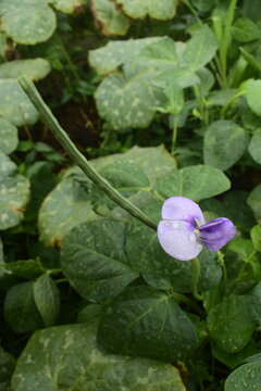 Feijoeiro crescendo por entre as folhas de jerimum. Florescimento e crescimento da vagem de feij&atilde;o verde em fazenda rural