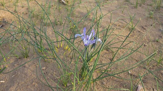 Desert Iris (iris tenuifolia). Areg. Spring in the White Desert (Akkum), where the Aral Sea once stood. Carex arenaria around