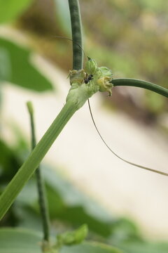 Crescimento das vagens de feij&atilde;o, formiga no galho da planta em detalhe, p&eacute; de feijoeiro verde