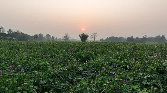 Wide field of blooming bean plants with green leaves and soft morning sky