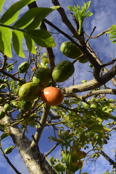 &Aacute;rvore de seriguela, p&eacute; do fruto carregado, planta repleta de seriguelas verdes e vermelhas em fundo azulado com lindas nuvens