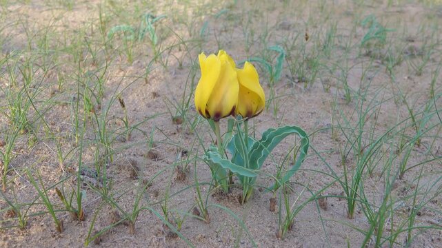 Golden tulip (Tulipa chrysantha; Tulipa lehmanniana). Areg. Spring in the White Desert (Akkum), where the Aral Sea once stood. Carex arenaria around